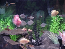 my big tank