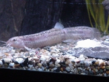 Jackson the dojo loach