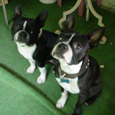 Kuma and Sherman