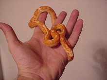 Amel het butter