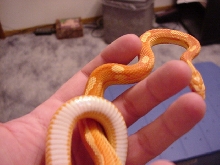 Anery het Butter underside