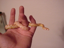 Male Butter corn
