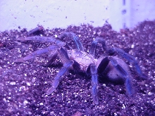 Cobalt Blue