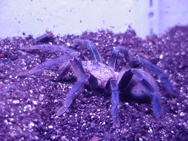 Cobalt Blue