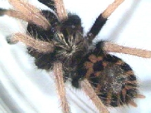 GBB Baby