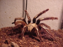Skeleton