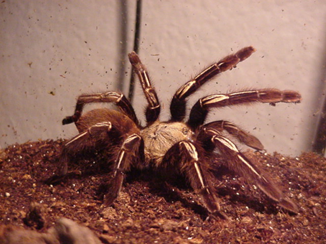 Skeleton