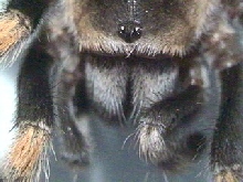 Mexican Red Knee head Close up
