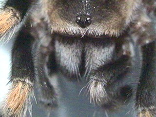 Mexican Red Knee head Close up