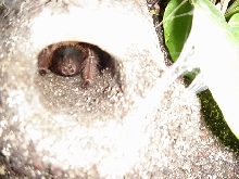 A skeleton's burrow