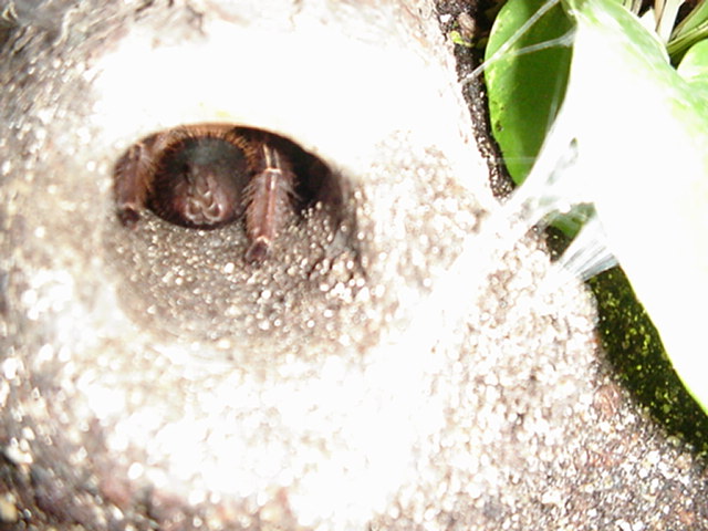 A skeleton's burrow