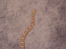 Male butter