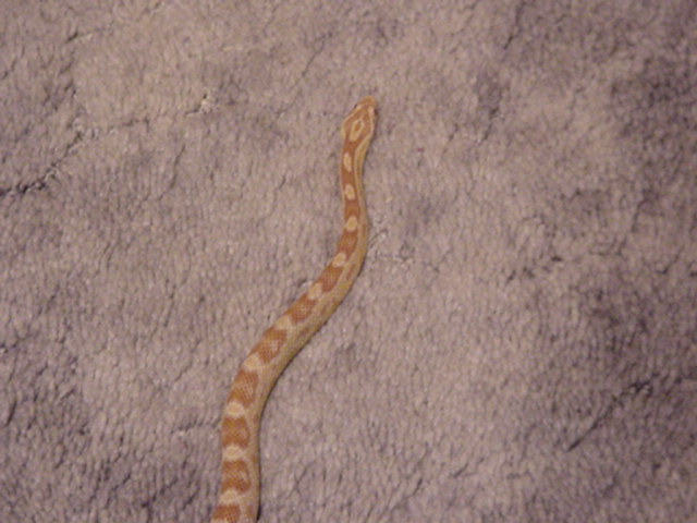 Male butter