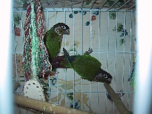 Butters and Peanut