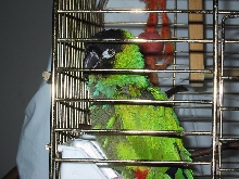 Griff Our Rescued Buddy