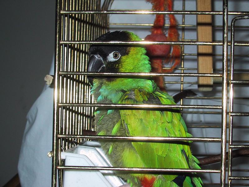 Griff Our Rescued Buddy