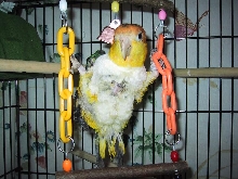 Squirt Handicapped Caique