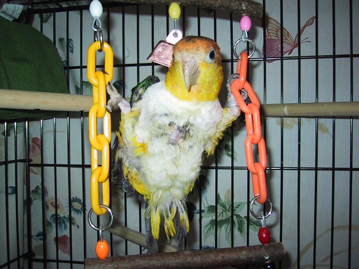 Squirt Handicapped Caique