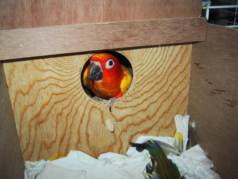 Tweeters Looking In