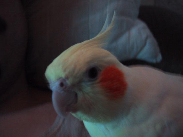 Tweety Bird