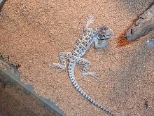 Grendel