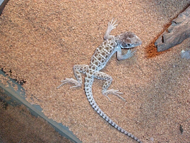 Grendel