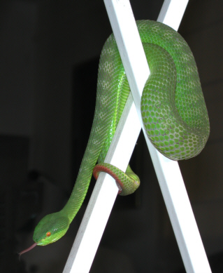 T.albolabris female