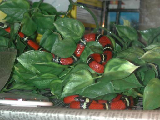 Small and sprightly!
