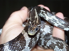 Normal? corn snake??