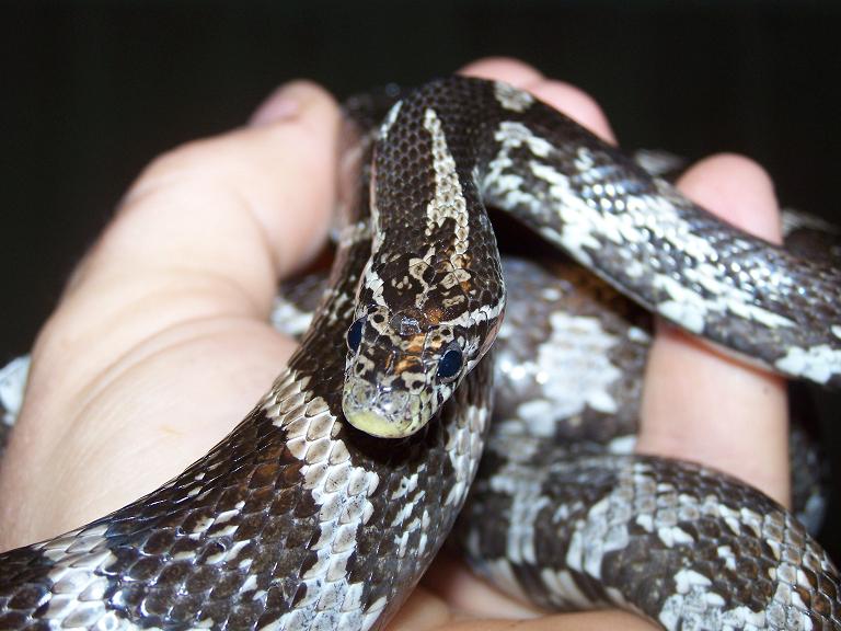 Normal? corn snake??