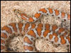Female Situla