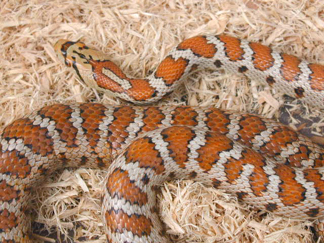 Female Situla