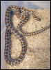 Male situla