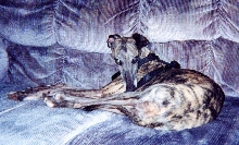 Zues sleeping