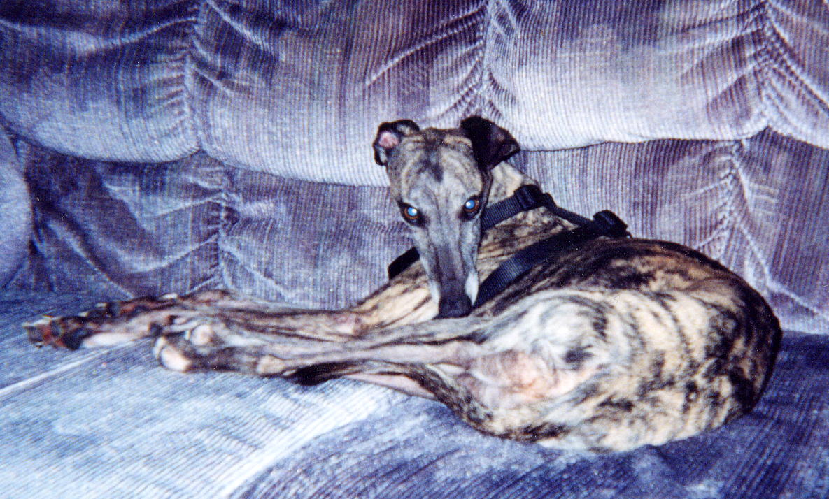Zues sleeping