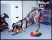 Zues playing