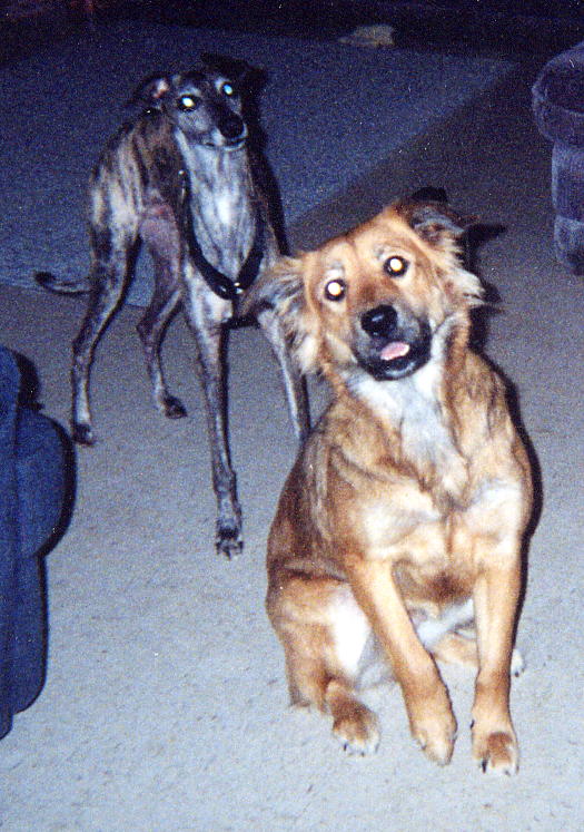 Waiting for a Treat