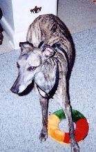 Zues