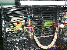 Baby lovebirds