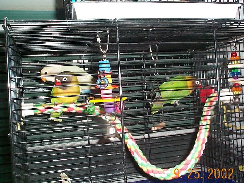 Baby lovebirds