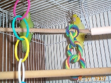 Yellow Parrotlet Pair