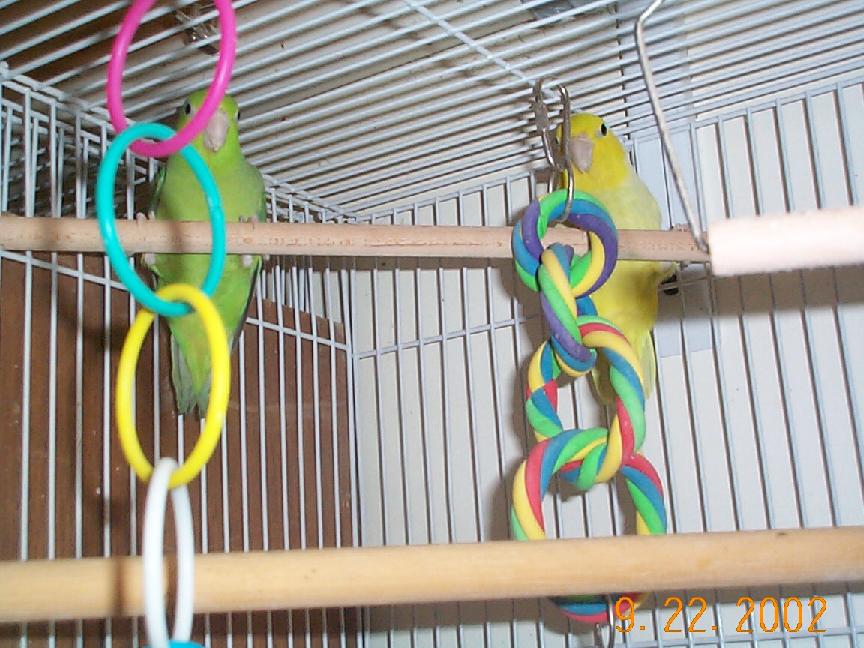 Yellow Parrotlet Pair