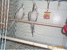 black eye silver pair