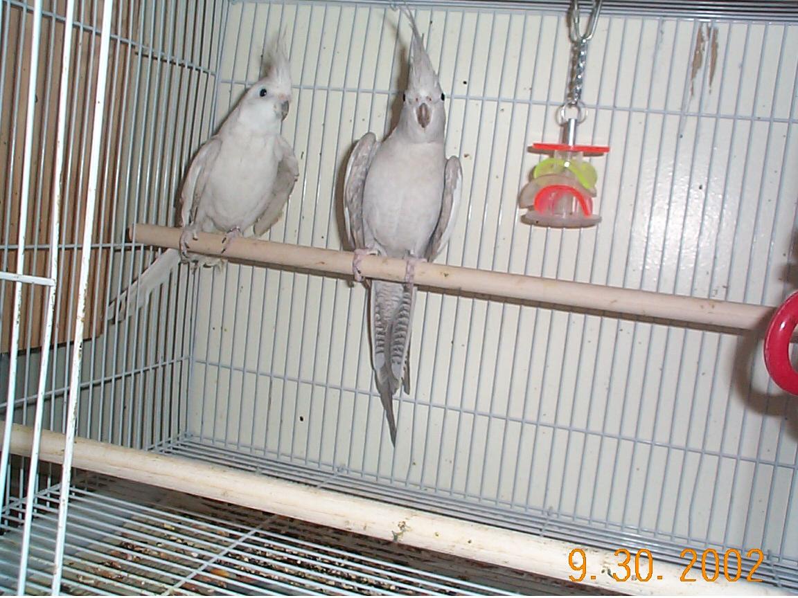 black eye silver pair