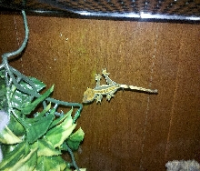 New Crested