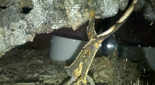 Crestie from the side