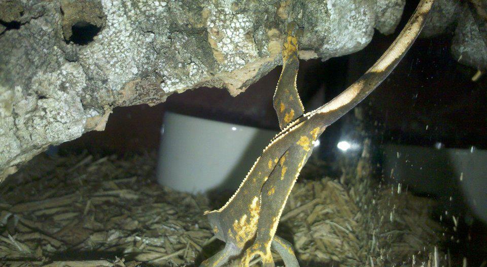 Crestie from the side