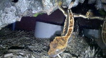 My crestie