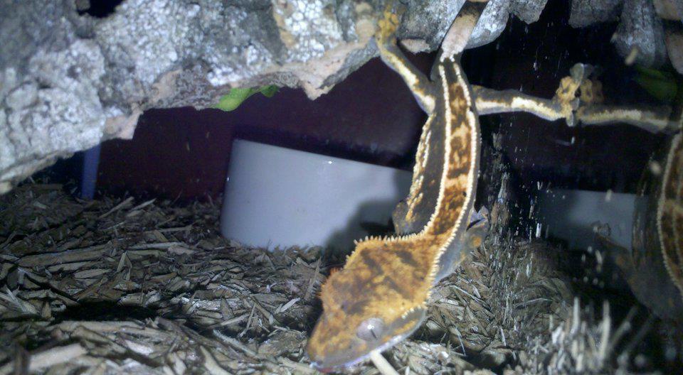 My crestie