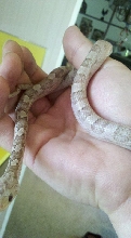 Silver Queen Bloodred 3
